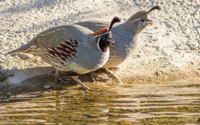 Quail: Hungry