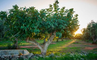 Figs: Love and manure