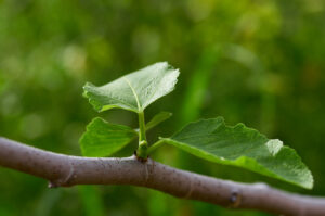 Figs: Love and manure