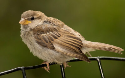 Birds: You matter a lot