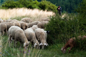 Doubt: Free the goats