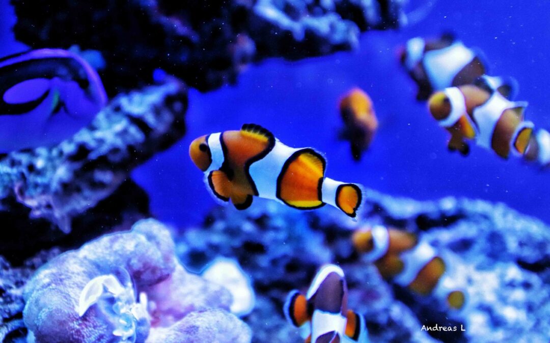 Finding Nemo: Life’s seasons